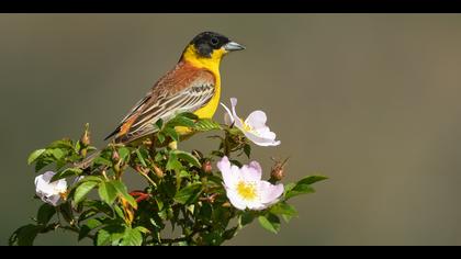 Karabaşlı kirazkuşu