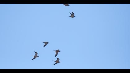 Kılkuyruk bağırtlak