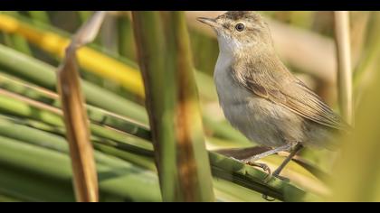 Doğu kamışçını