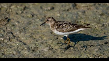 Sarıbacaklı kumkuşu
