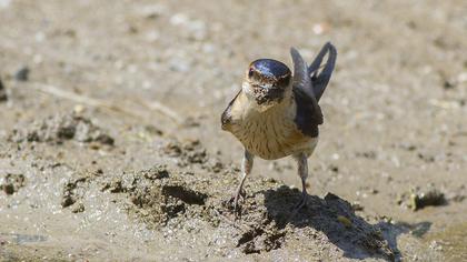 Kızıl kırlangıç