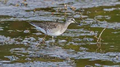 Orman düdükçünü