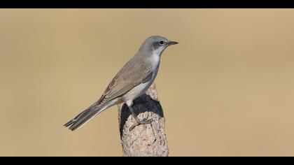 Küçük akgerdanlı ötleğen