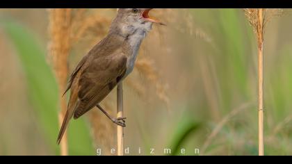 Büyük kamışçın