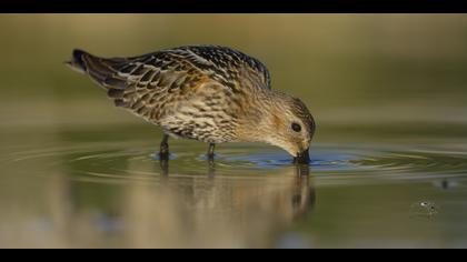 Karakarınlı kumkuşu
