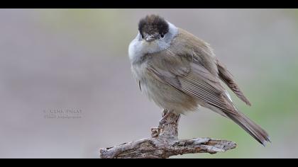 Karabaşlı ötleğen