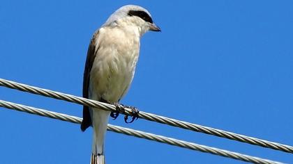 Kızılsırtlı örümcekkuşu