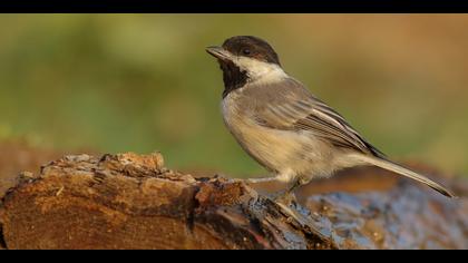 Akyanaklı baştankara