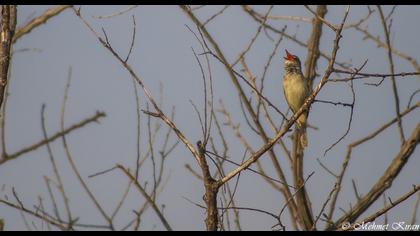 Büyük kamışçın