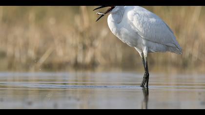 Küçük ak balıkçıl