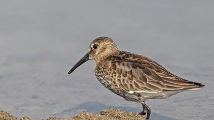 Karakarınlı kumkuşu