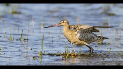 Kıyı çamurçulluğu