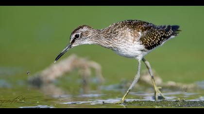 Orman düdükçünü