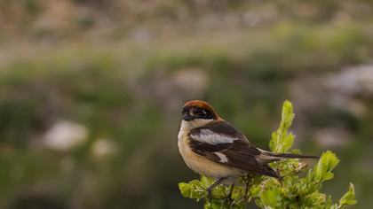 Kızılbaşlı örümcekkuşu