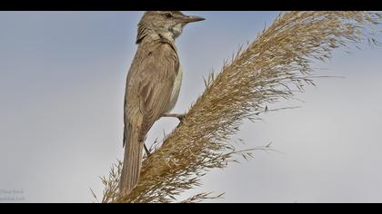 Büyük kamışçın
