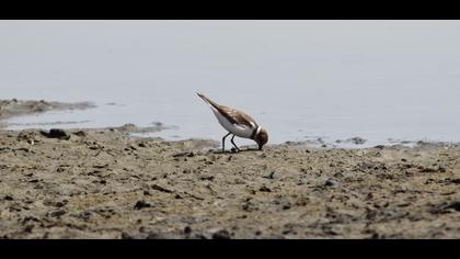 Halkalı küçük cılıbıt