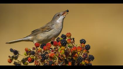 Akgerdanlı ötleğen