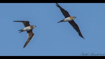Bataklıkkırlangıcı