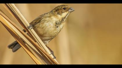 Bataklık Kirazkuşu