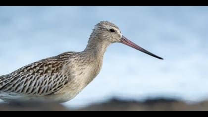 Kıyı çamurçulluğu