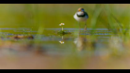 Halkalı küçük cılıbıt