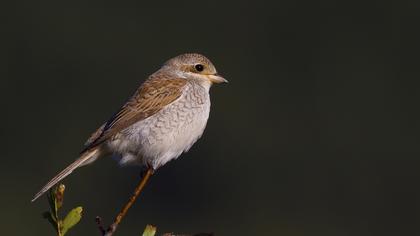 Kızılsırtlı örümcekkuşu