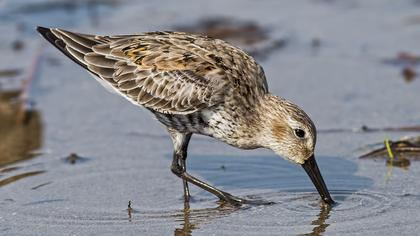 Karakarınlı kumkuşu