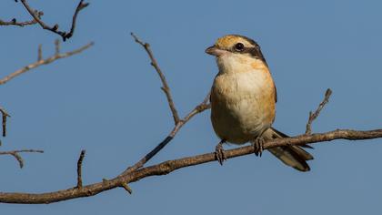 Maskeli örümcekkuşu