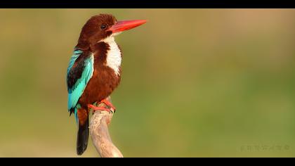 İzmir yalıçapkını
