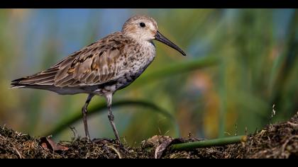 Karakarınlı kumkuşu