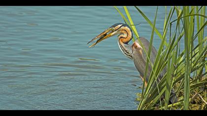 Erguvani balıkçıl
