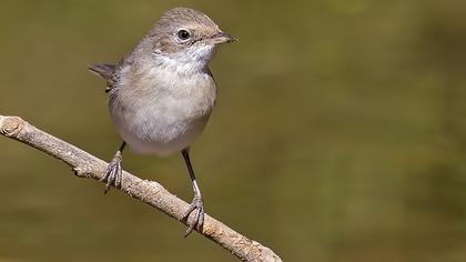 Akgerdanlı ötleğen