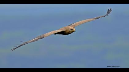 Küçük orman kartalı