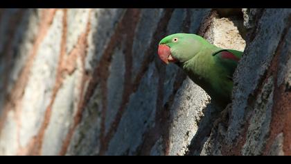 İskender papağanı