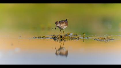 Orman düdükçünü