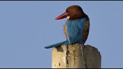 İzmir yalıçapkını