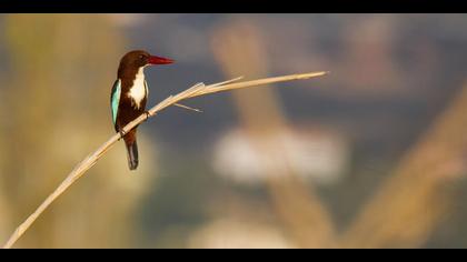 İzmir yalıçapkını