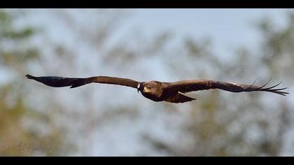 Küçük orman kartalı
