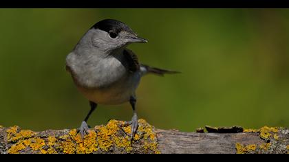 Karabaşlı ötleğen