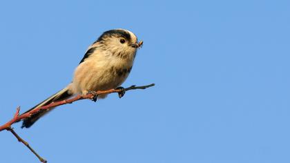 Uzunkuyruklu baştankara