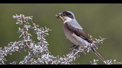 Karaalınlı örümcekkuşu