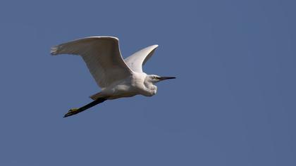 Küçük ak balıkçıl