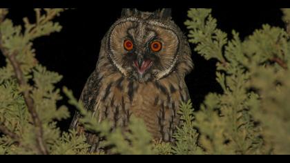 Kulaklı orman baykuşu