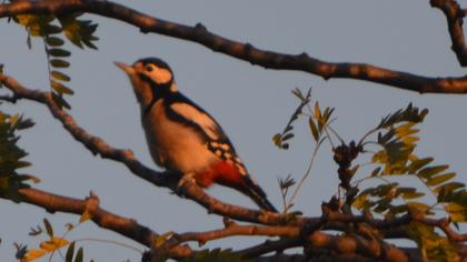 Orman alaca ağaçkakanı