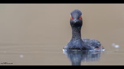 Karaboyunlu batağan