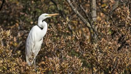 Büyük ak balıkçıl