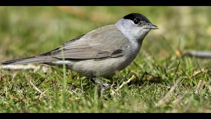 Karabaşlı ötleğen