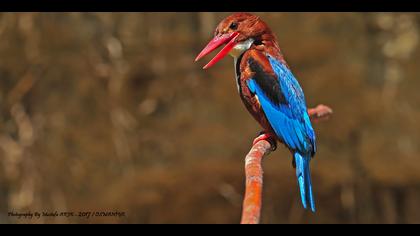 İzmir yalıçapkını