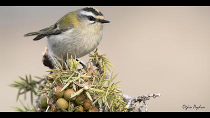Sürmeli çalıkuşu