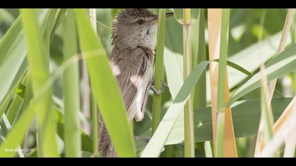 Büyük kamışçın